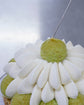 Jasmine Pear Saint-Honoré (Whole) I 茉莉花洋梨聖多諾黑泡芙蛋糕(原個)