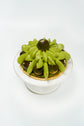 Matcha Black Sesame Saint-Honoré Cake (Whole) I 抹茶黑芝麻聖多諾黑泡芙蛋糕(原個)